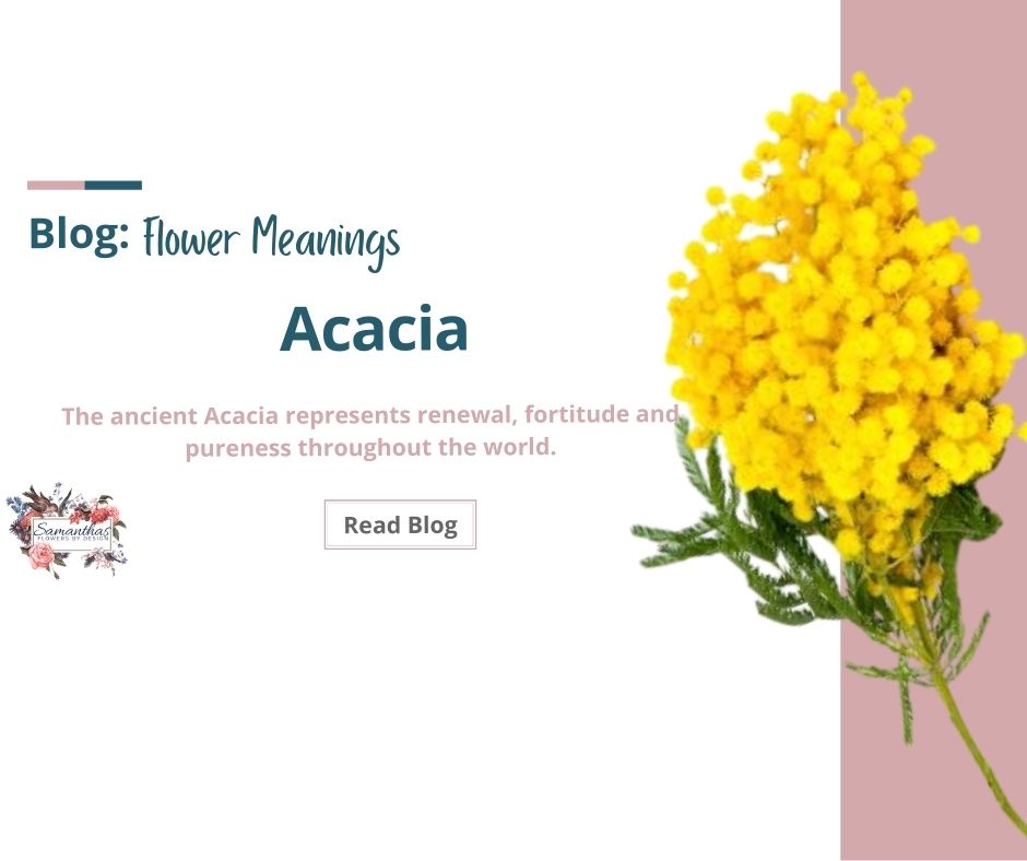 Faclair brìgh Acacia Flower