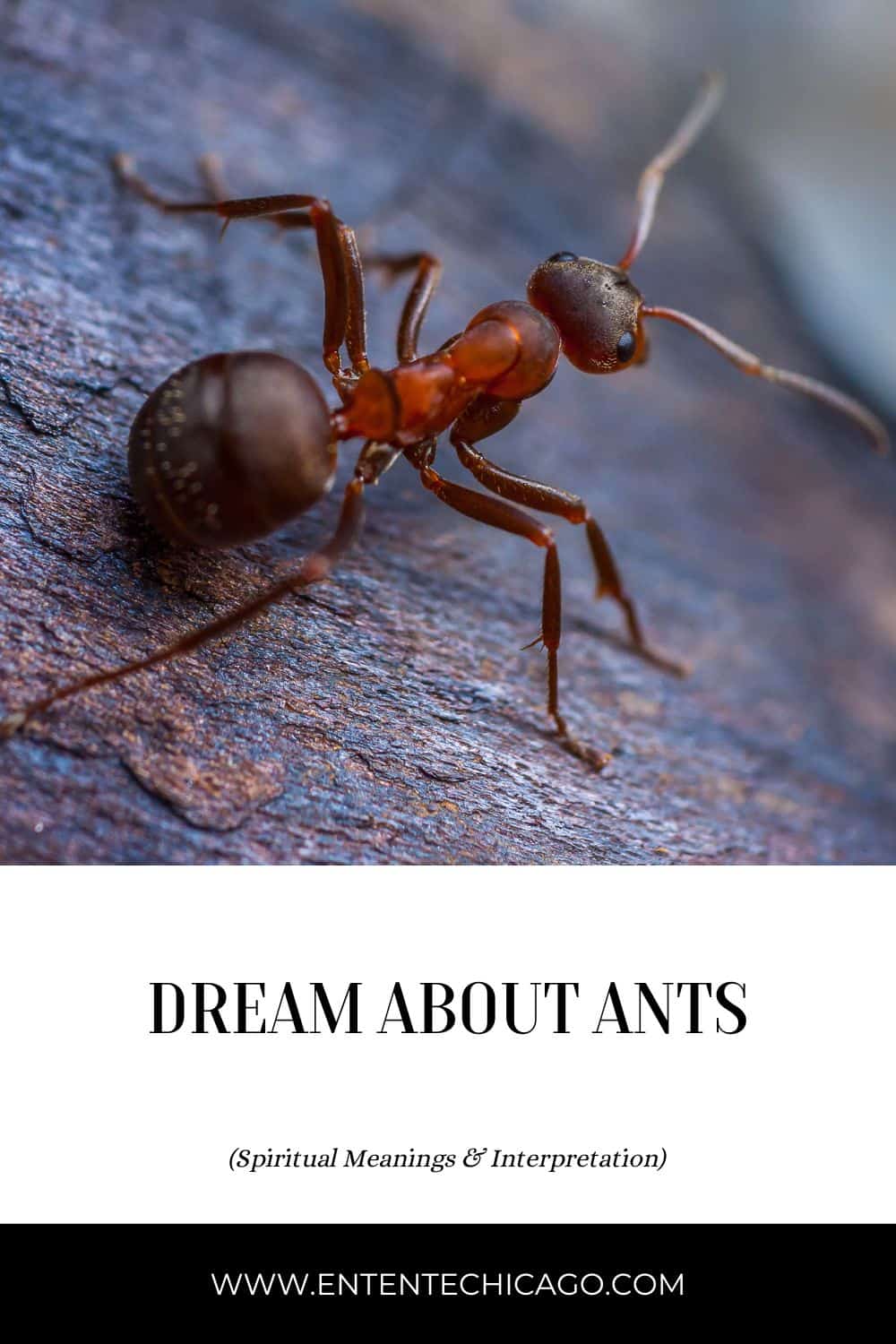 चींटियों का ड्रीम डिक्शनरी: अब व्याख्या करें!