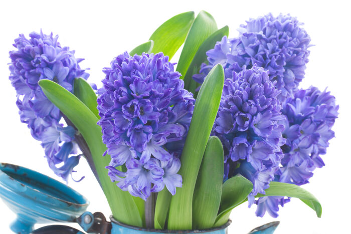 Rječnik značenja cvijeta plavog zumbula