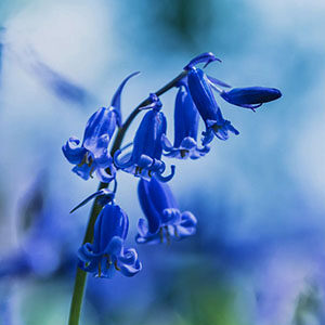Significado de la flor Bluebell Diccionario