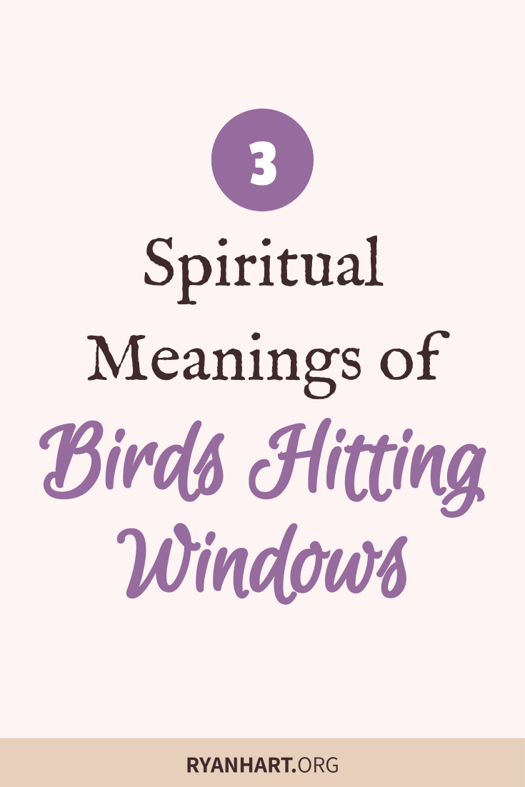 ჩიტი მოხვდა შენს ფანჯარაში? გაეცანით სულიერ მნიშვნელობას