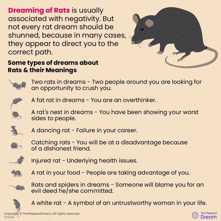 Drømme om rotter - Hvad betyder rotter i din drøm?