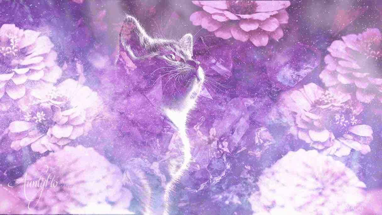 Dreams Of Kittens - Er glæden på vej til dig?