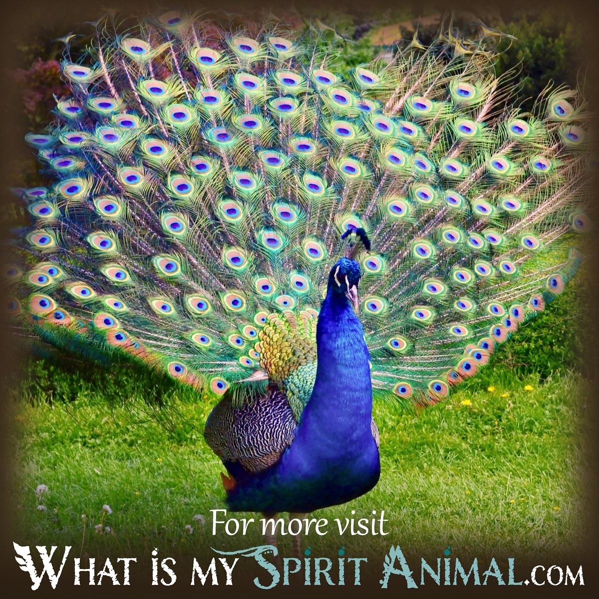Peacock Sueño Significado &amp; Interpretación