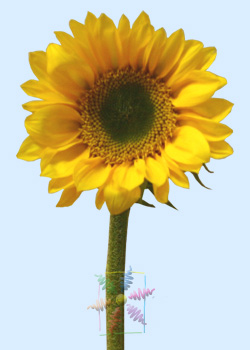 Rječnik značenja cvijeta suncokreta