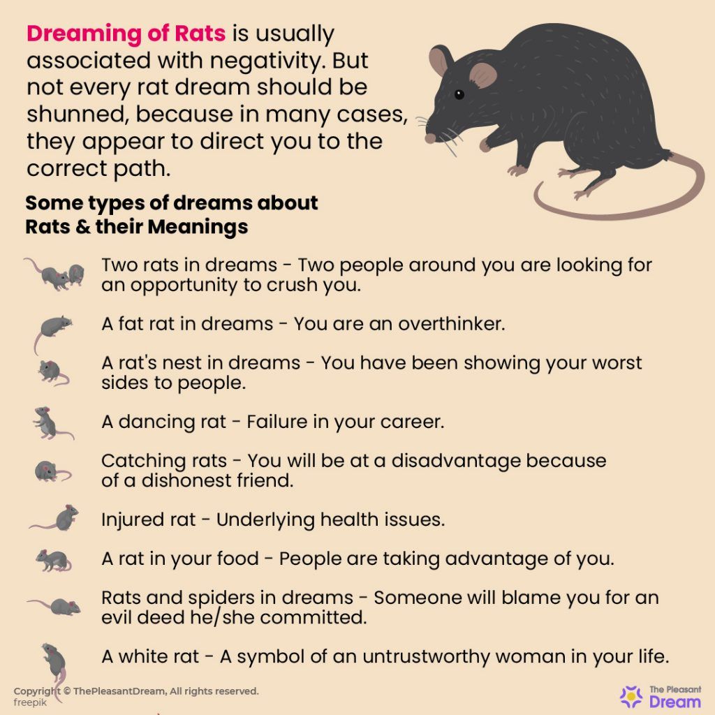 Den åndelige betydning af rotter i drømme - Betydning og drømmetydning